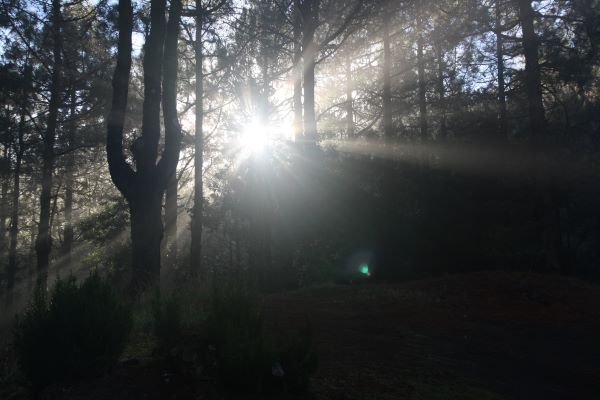 Se ve una fotografía de un bosque al amanecer. Se aprecia la figura duende de un árbol. ¡Viven infinitas almas, están animados nuestros bosques!