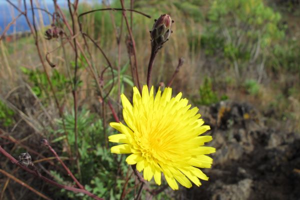 Foto de una flor originaria de Canarias., la cerrajona. De color amarillo brillante. Se encuentra en los caminos de los barrancos.