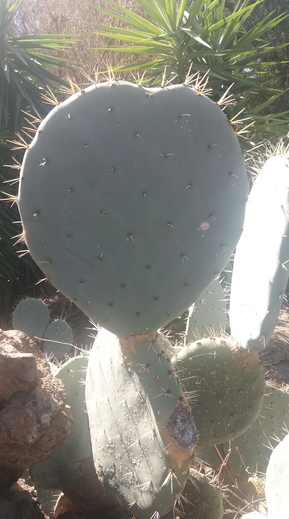 Se ve una tunera, o un cactus gigante