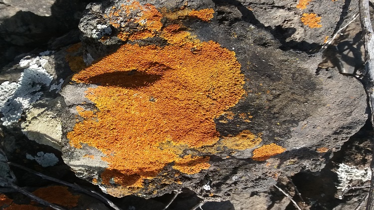 De musgo surgió, con el rocío de la mañana, de la noche. invisible, modela su sombra.