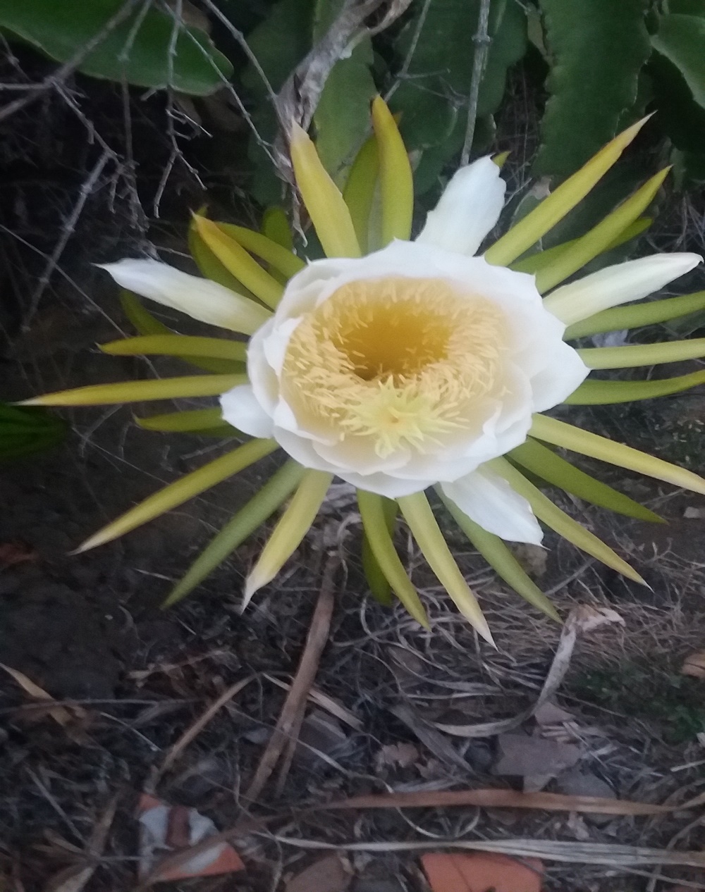 Entre miles de pétalos se abre; con su perfume te atrapa; con su belleza te contempla.