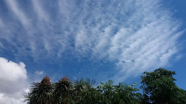 Se ve una fotografía con trazos en las nubes por encima de unas copas de árboles.