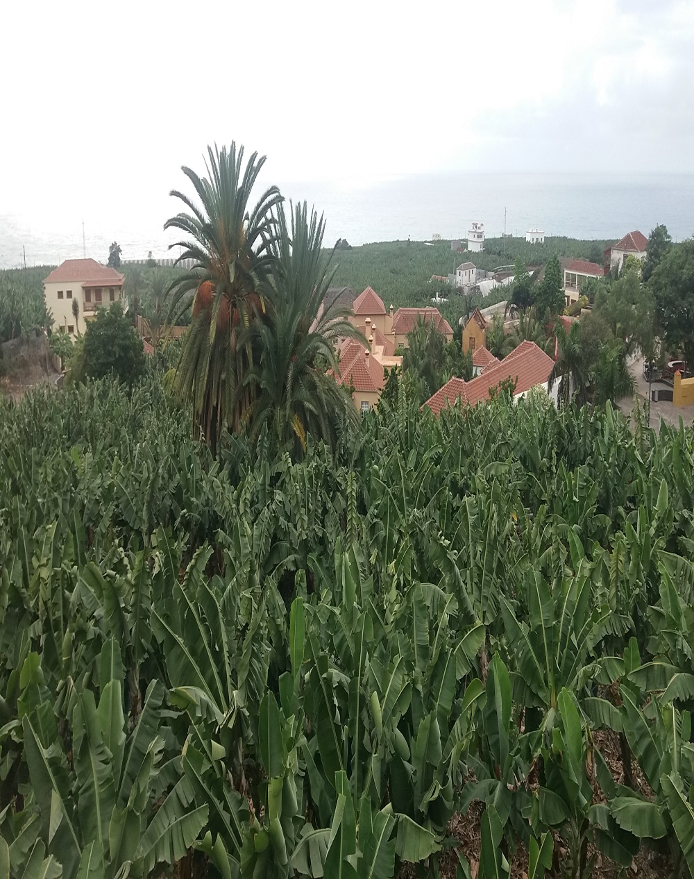 Un pequeño hotel de arte del siglo XVI; en un fondo de plataneras, en un horizonte de mar