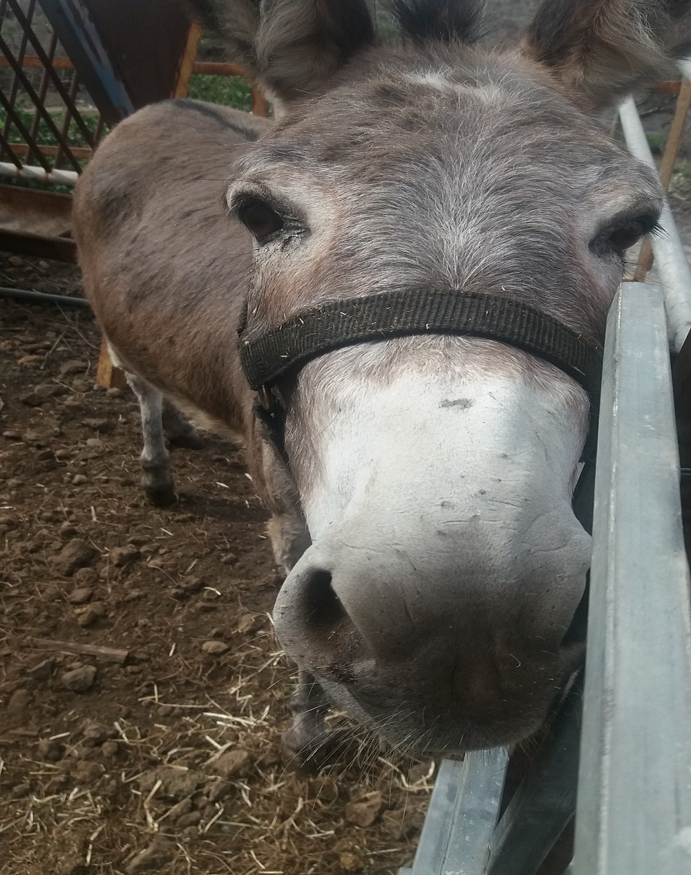 Se ve a una burra posando para hacerle una foto.
