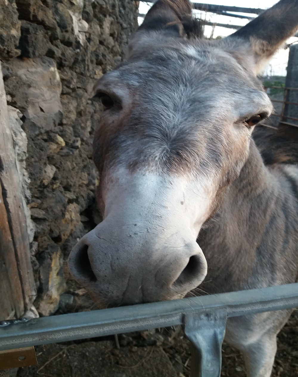 Se ve la foto de una burra, llamada Tana. Con sus grandes orejas y sus ojos color de miel.