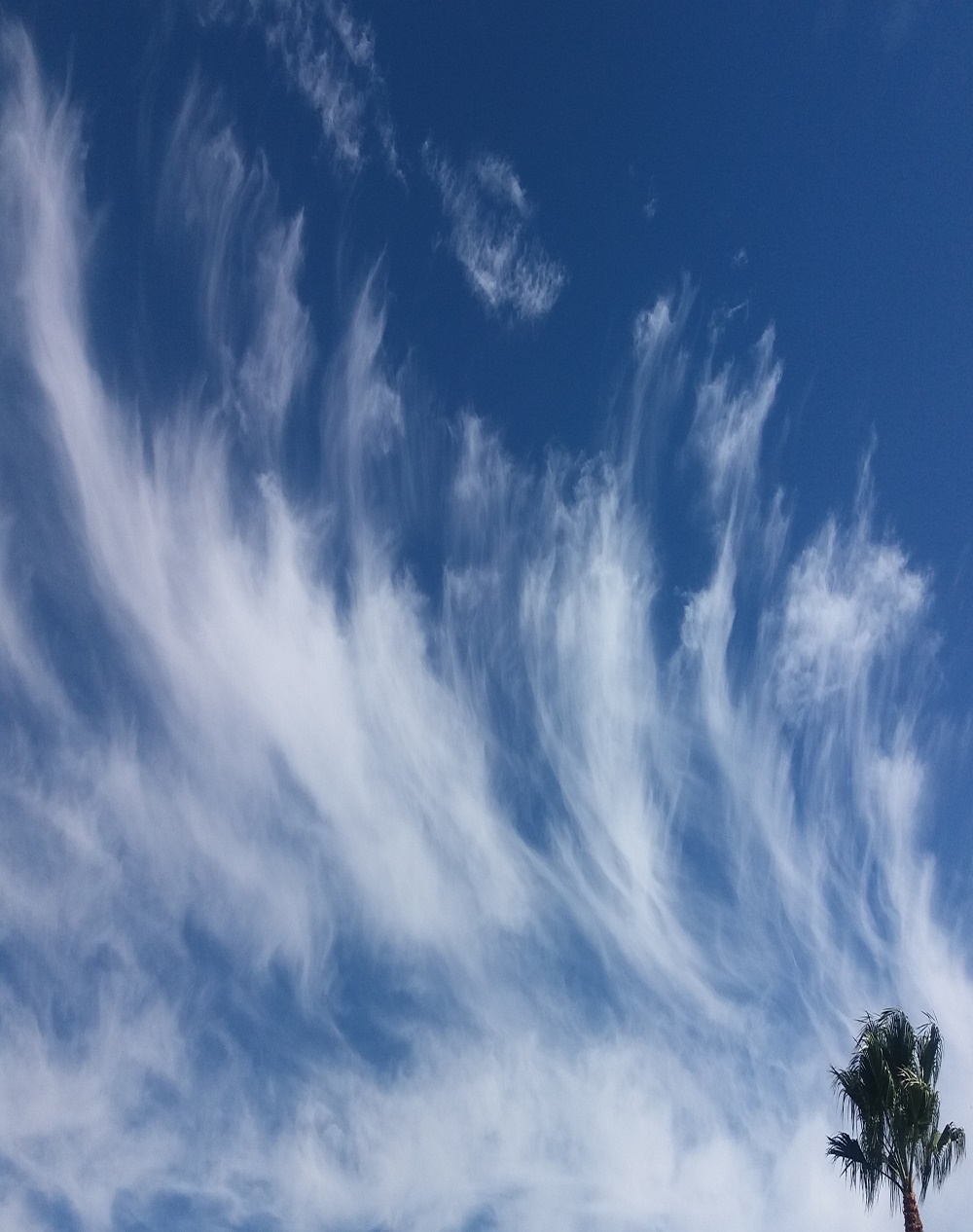 Se ve los bailes del viento