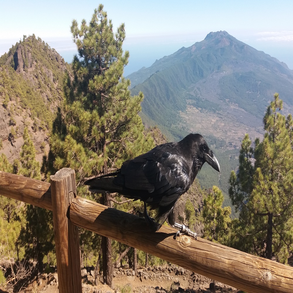 El cuervo Lorenzo en una linda fotografía.