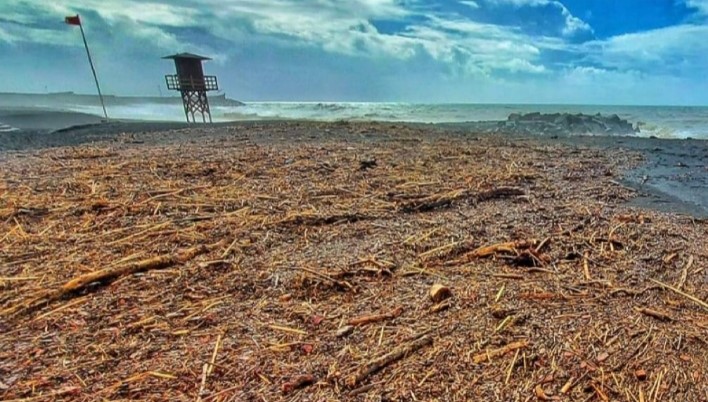 Se ve una foto de los restos depositados de troncos de madera arrastrados por el barranco hacia el mar.
