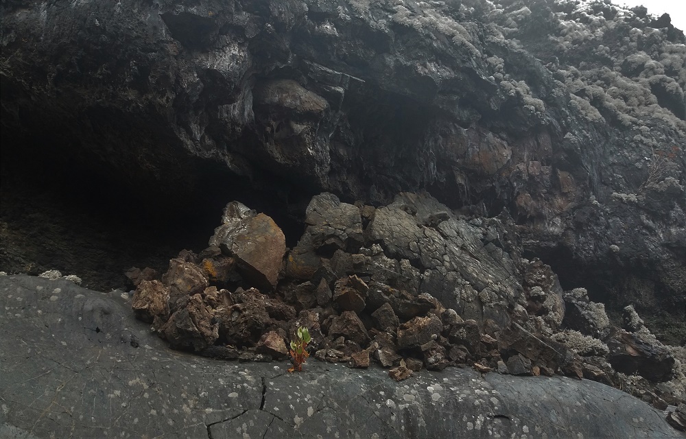 Se ve una planta que surge de la lava de la vieja colada del volcán de San Juan