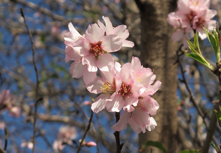Un precioso almendro en flor; un bello espectáculo en rosa, con sus mejores galas hechas en flor.