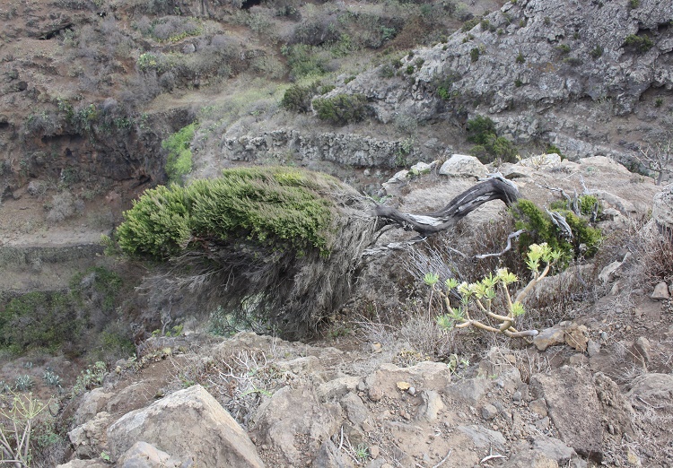 El viento que modela, que sopla; el pino que se deja modelar, que vuela con el viento para allá.