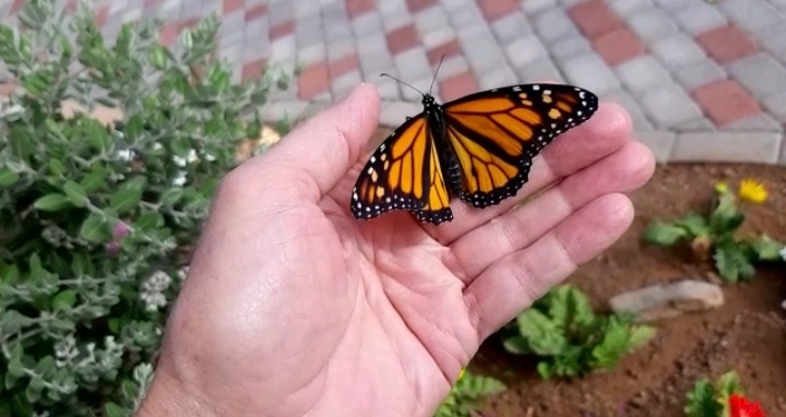 Se ve una mariposa emperador posada encima de una mano. Esta en el jardín de su casa, la mariposa.