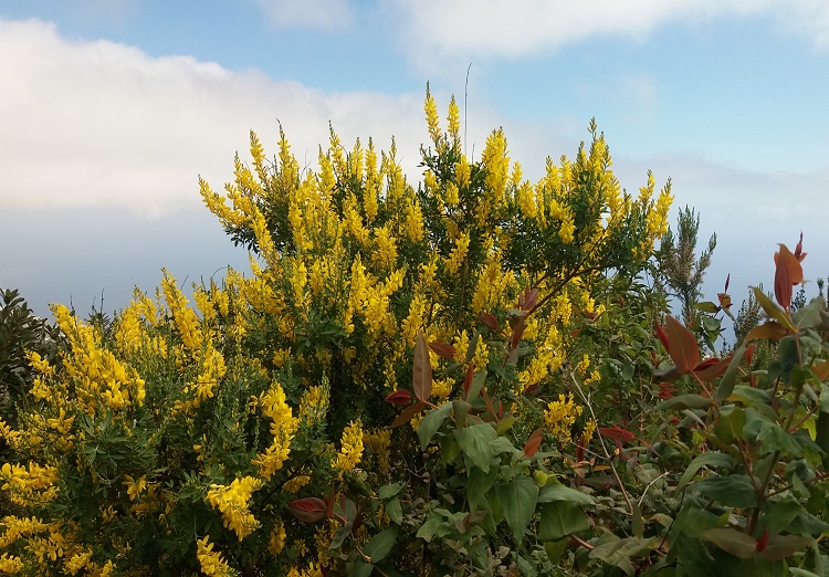 La belleza de las rendijas de la primavera. Brotes de amarillo por toda la carretera. Una verdadera maravilla. Impresionante primavera.