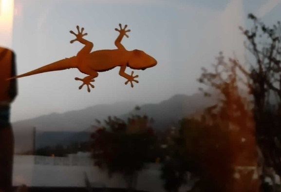 Una salamandra o geco en la ventana