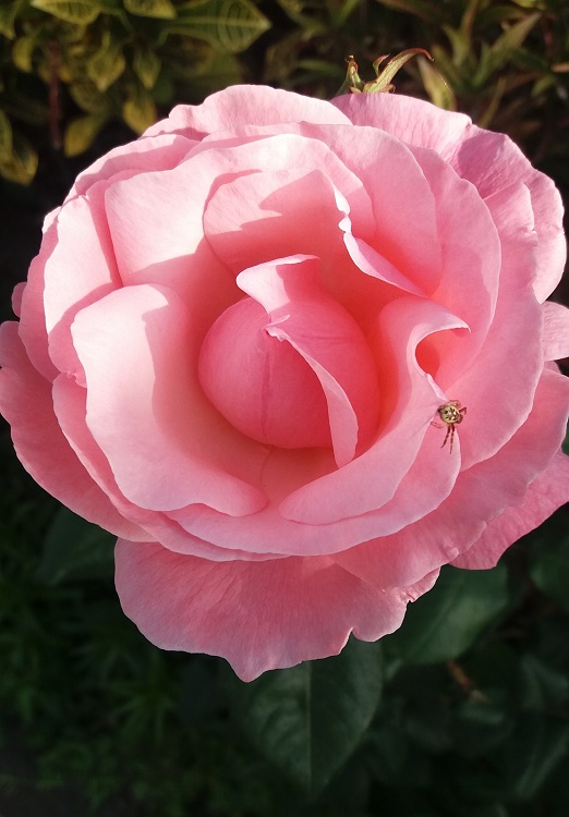 se ve una rosa con una araña en sus pétalos. Es una incansable tejedora, en una casa de rosas.