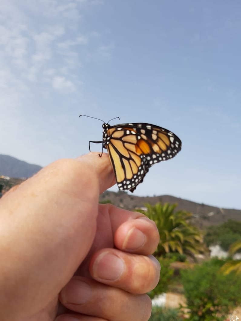 una mariposa emperador revoltosa