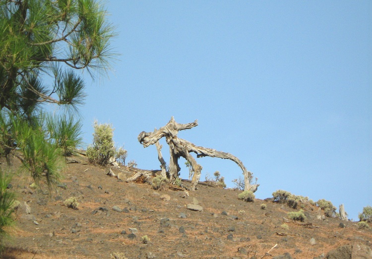 Se ve una figura extraña; un esqueleto de un viejo árbol; un ser corriendo de forma rara; tan solo algo de un "déjâ vu", o quizás, nada; figuraciones de un día extraño