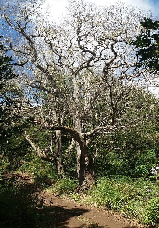 Se ve un viejo árbol que ha perdido todas sus hojas. En otoño volverá a florecer.