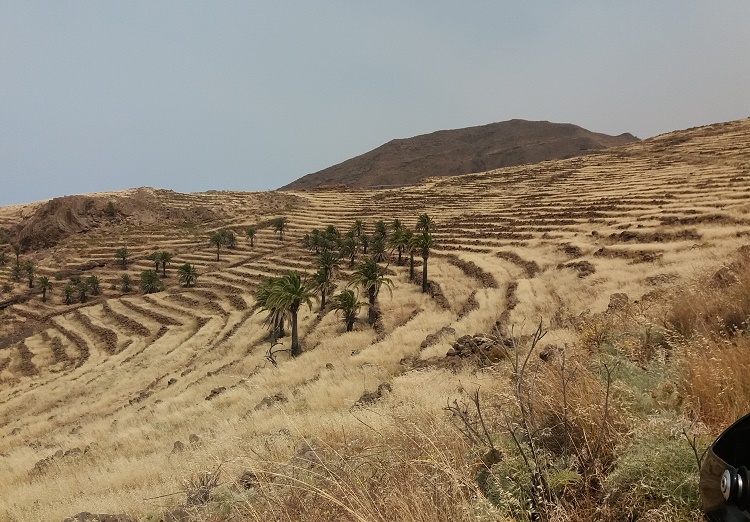 Un palmeral en la inmensidad de las huertas escalonadas