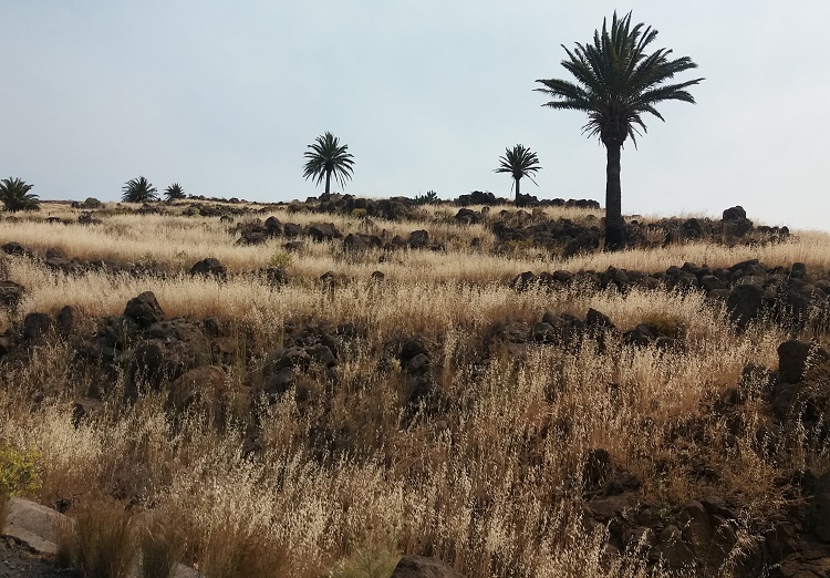 Palmerales de la gomera rodeado de huertas de antaño