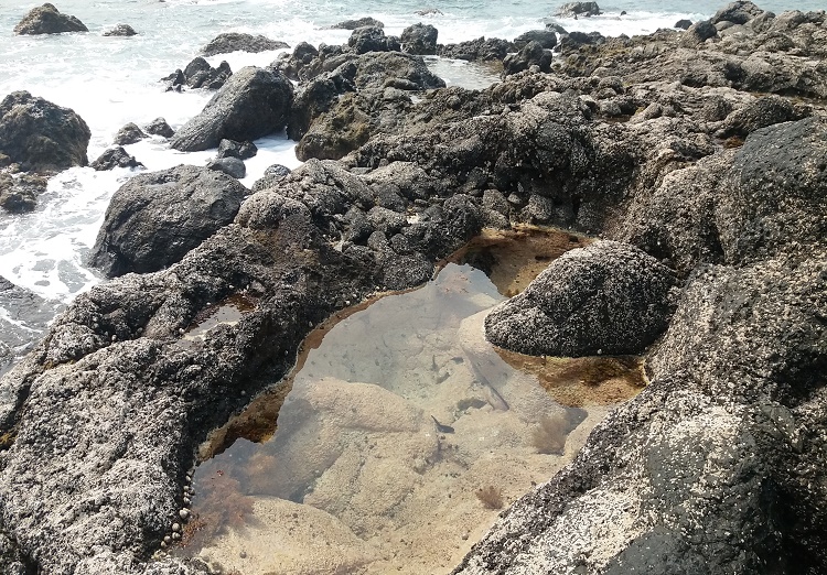 Se ve una charca natural de mar con peces en su interior.