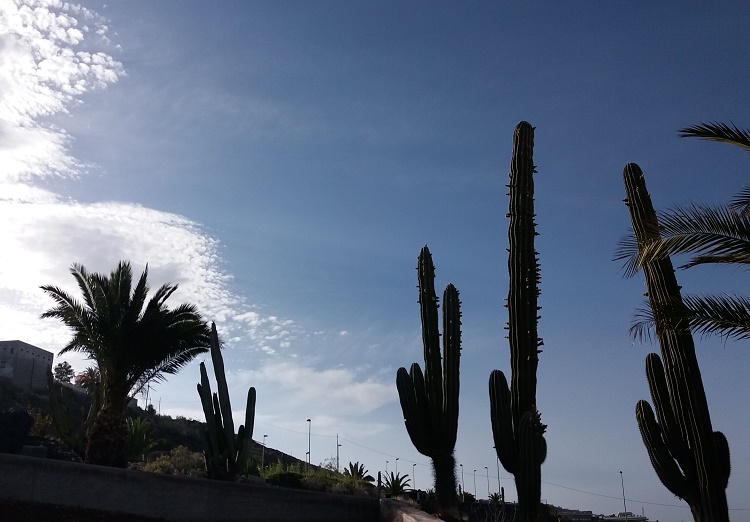 Los cactus gigantes, el cielo de nubes blancas