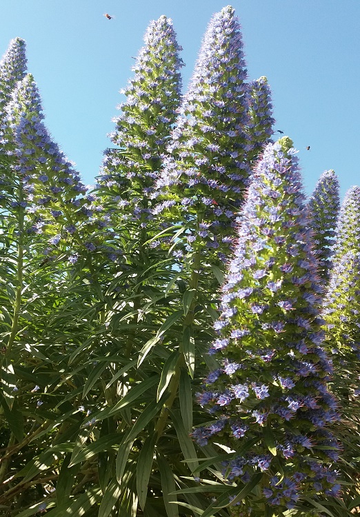 tajinastes azules en flor con el zumbido de abejas, abejorros y arañas por sus preciosas ramas