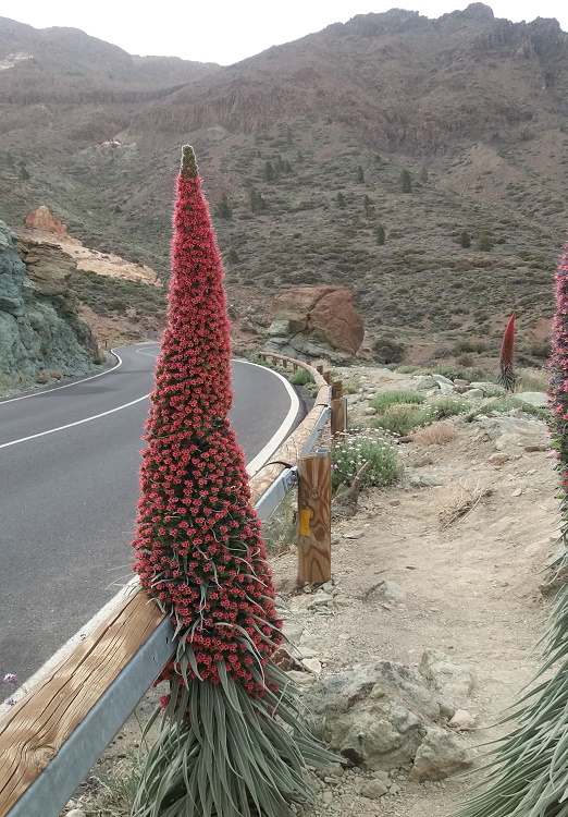 Se muestra unos tajisnastes rojos gigantes, en flor, con zumbidos para los oídos.
