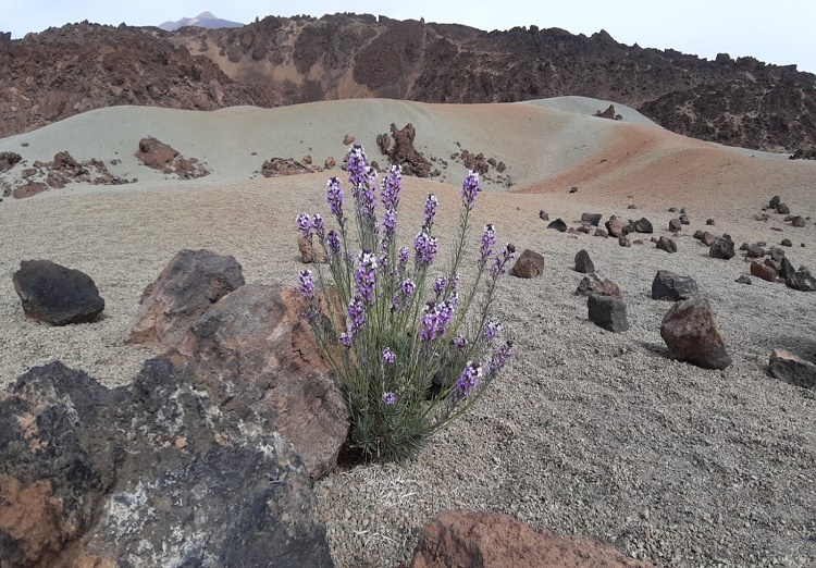 La belleza de las violetas del Teide, con sus floridos tonos se mezclan con los colores del volcán.