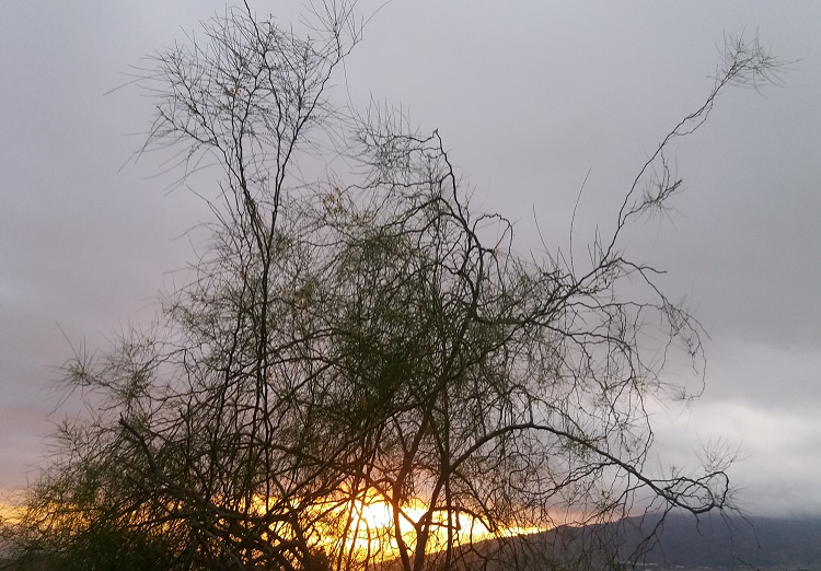 Se ve un un árbol espina de Jerusalén con un atardecer amarillo.
