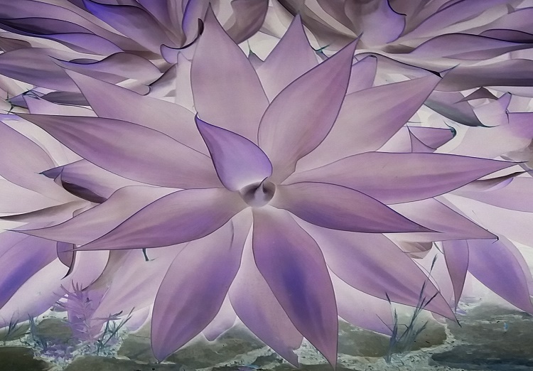 Se ve un hermoso aloe vera gigante.