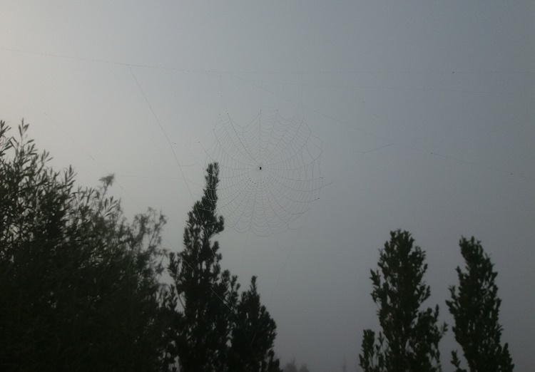 Se ve un araña con su majestuoso telar suspendido en el aire. Laboriosamente lo realizó durante la noche.