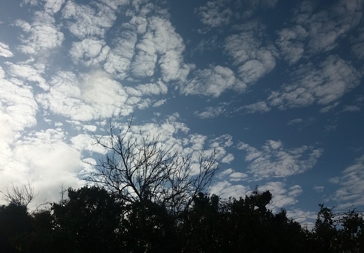 Se ve en el cielo nubes que se forman antes de que llegue la calima. En grupos pequeños y en extensiones.