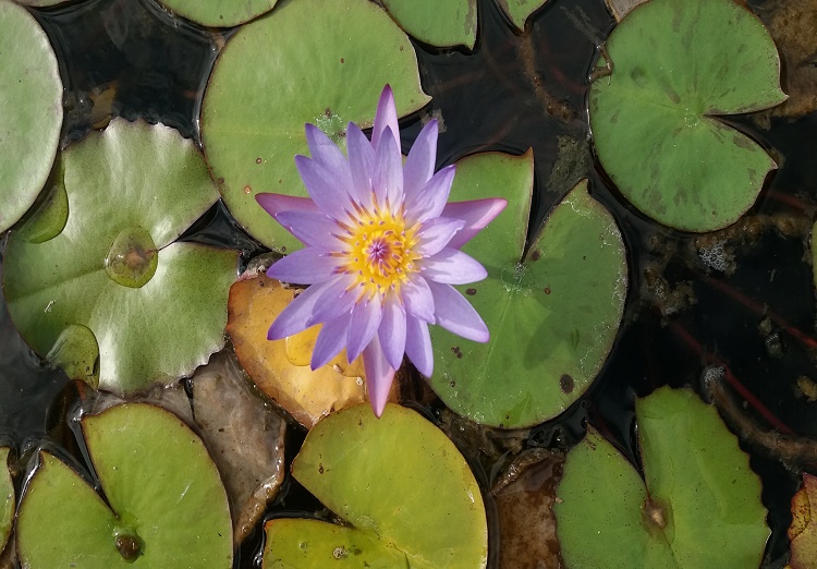 Se ve una flor de estanque en todo su esplendor. Se sumerge en el agua, y a la luz tenue del atardecer sobresale del agua con todo su resplandor.