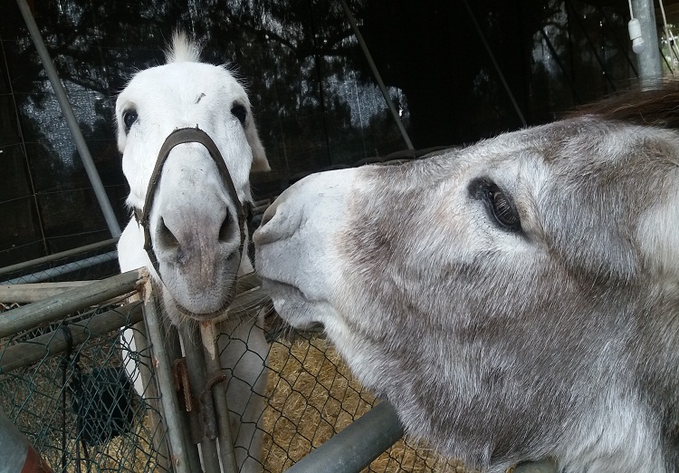 Se ve a dos burros, Tana y Sancho, en su refugio del Paso, como evacuados por el volcán de cumbre vieja