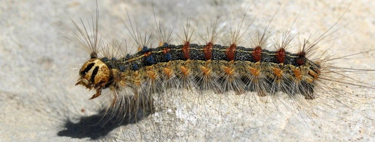 gusano del pino canariense, va camino de su casa