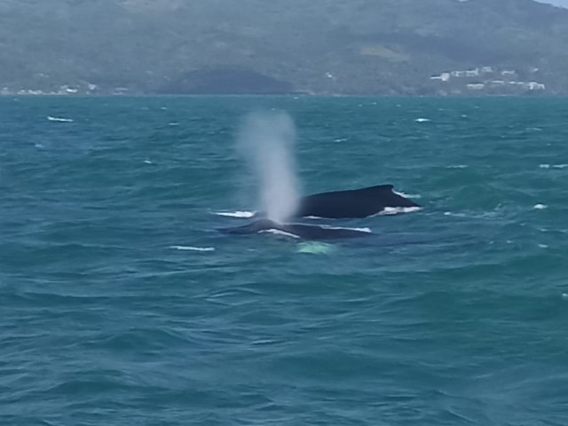 Se ven dos ballenas nadando en el mar. Es qué Evelina no para¡,jjj
