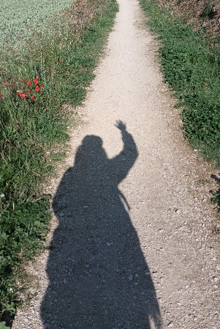 Se ve una figura perfilada pir el sol, isabel caminando entre viñas y cereal