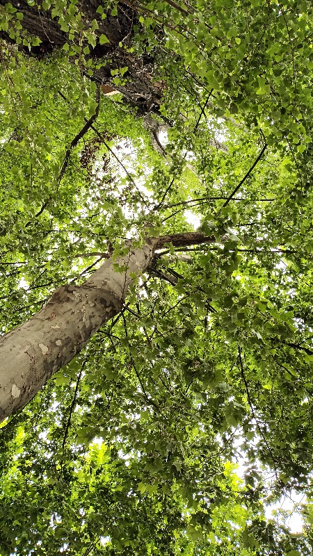 Árbol chpo esplenderoso