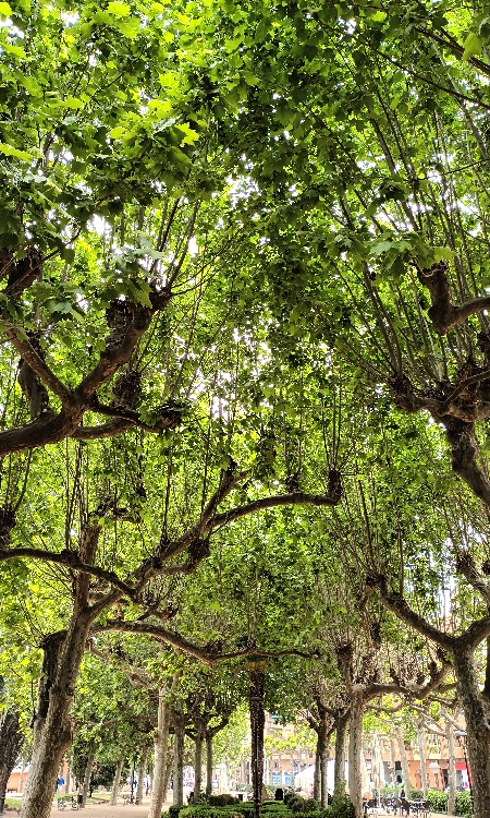 Se ve un precioso árbol, que aquí lo llaman plataneras