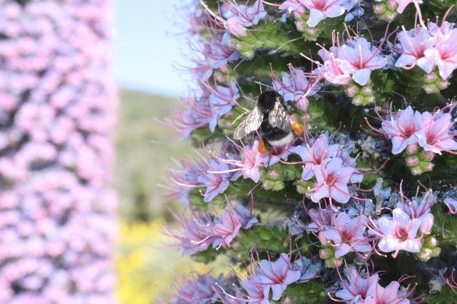 Se ven tajinastes en flor, de suave aromas, con el zumbido de los abejorros.