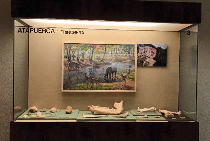 Se ve huesos y piedras de los hombres de Atapuerca