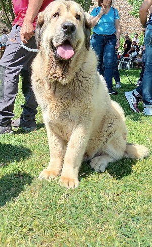 Se ve a un perro mastín leonés. Elegante. Soberbio! Noble!