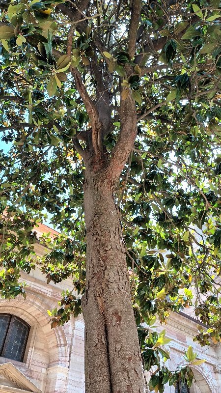 Un árbol Magnolia en Astorga