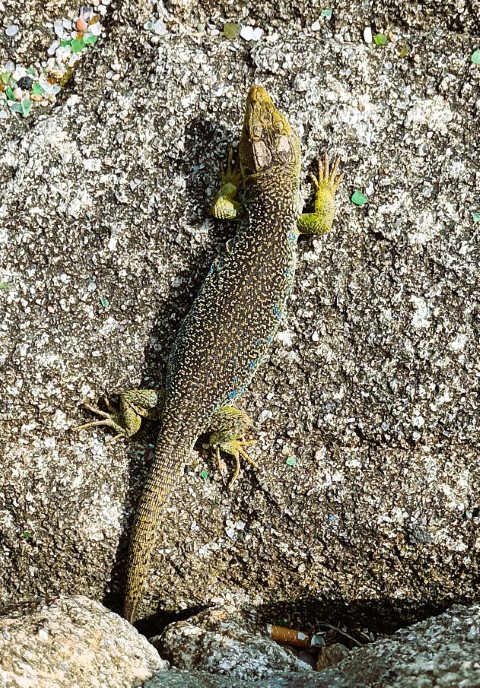 lagarto verde de galicia, aún sobrevive pese a los humanos