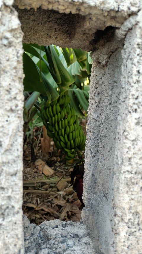 por los caminos de una infancia, a través de un muro, veía a los plátanos¡ que no bananas, carajo
